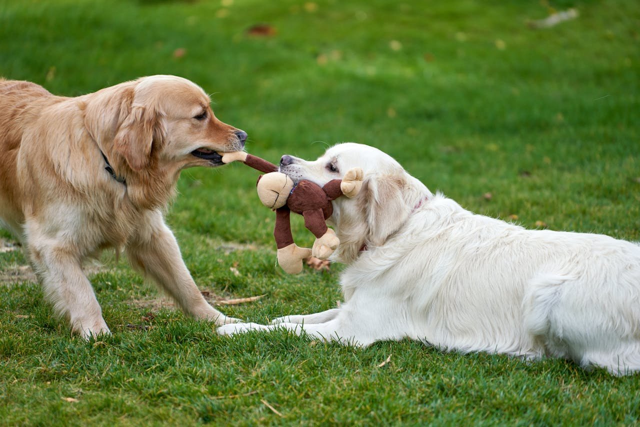 You are currently viewing The Best Golden Retriever Plush Toys 2025
