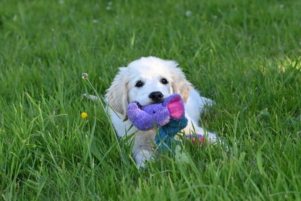 Golden Retriever plush toy: Puppy with plush toy
