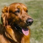 The Red Golden Retriever: A Unique Twist on a Beloved Breed