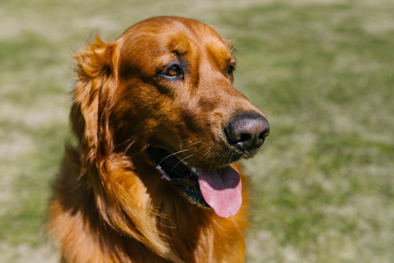 You are currently viewing The Red Golden Retriever: A Unique Twist on a Beloved Breed