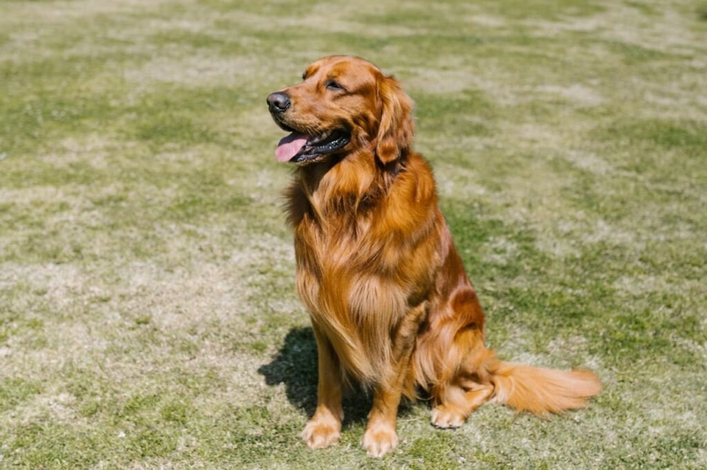 Red Golden Retriever