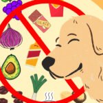 What Can Dogs Not Eat? A Complete Guide for Golden Retriever (or any other dog) Owners
