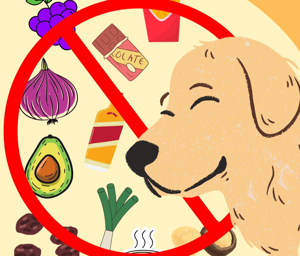 Read more about the article What Can Dogs Not Eat? A Complete Guide for Golden Retriever (or any other dog) Owners