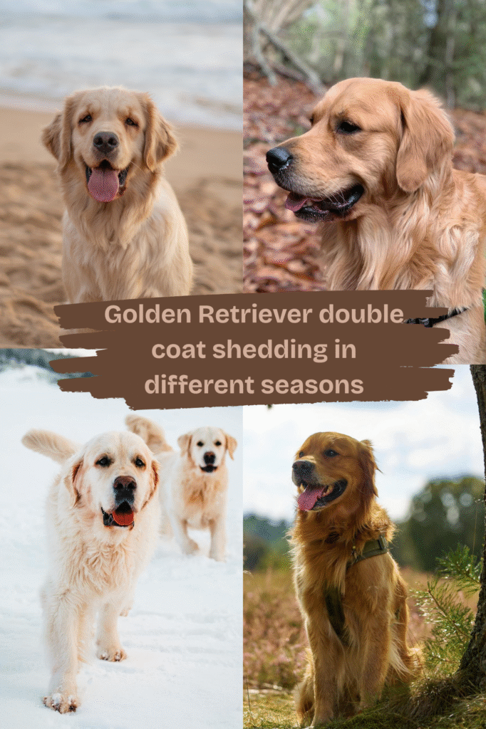 Do Golden Retrievers Shed - Golden retriever double coat shedding in different seasons