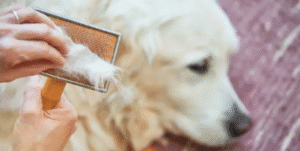 Read more about the article Do Golden Retrievers Shed? What Every Owner Should Know in 2025