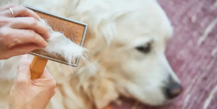 You are currently viewing Do Golden Retrievers Shed? What Every Owner Should Know in 2025