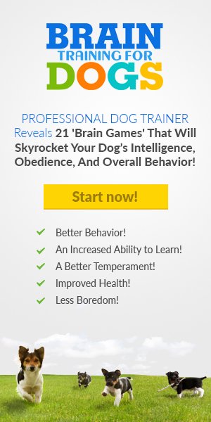 Golden Retriever Bite Force