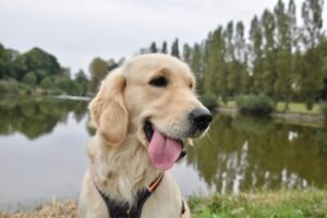 Read more about the article What’s the Best Dog Food for Golden Retrievers? A Tail-Wagging Guide 2025