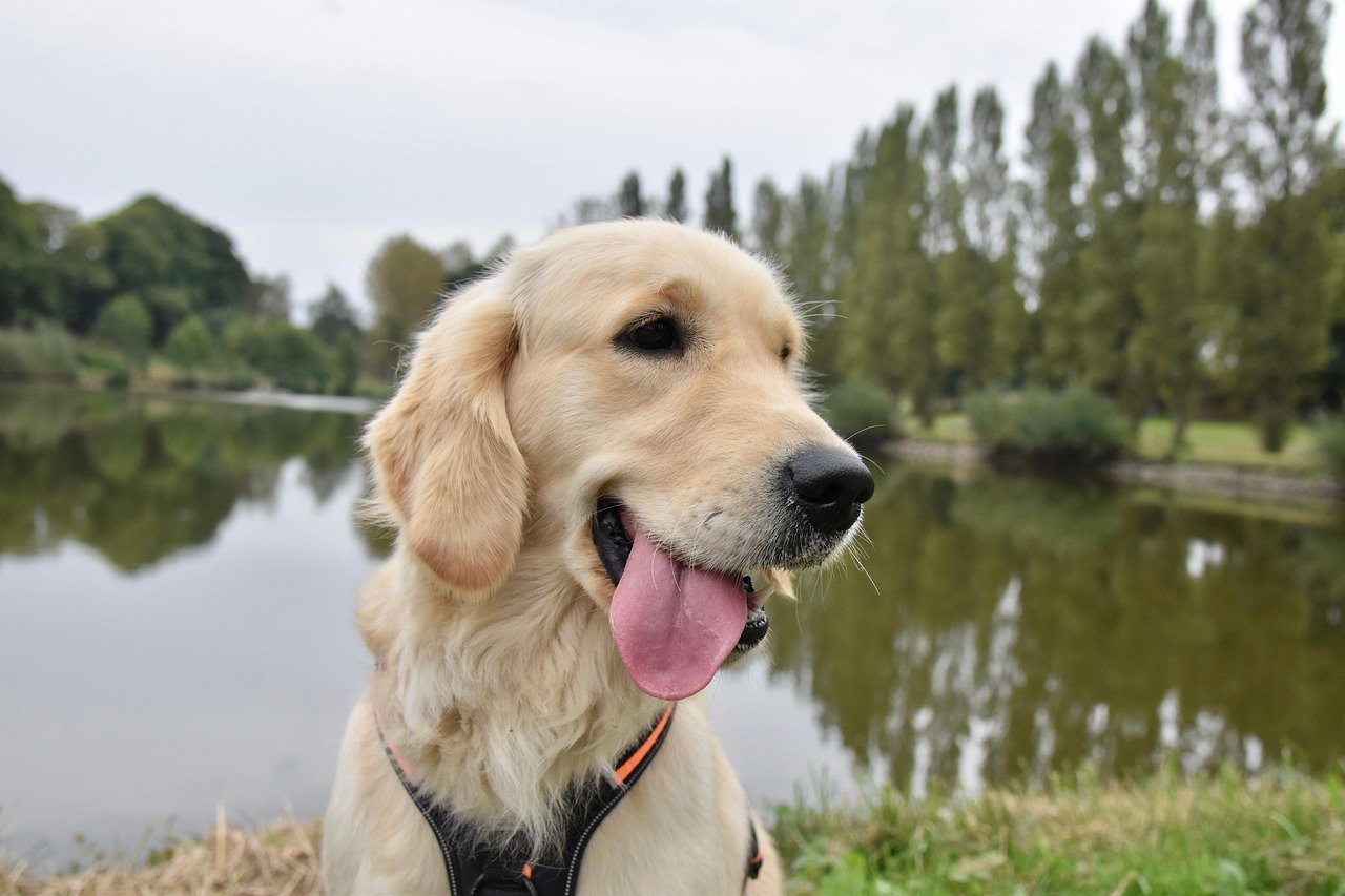 You are currently viewing What’s the Best Dog Food for Golden Retrievers? A Tail-Wagging Guide 2025