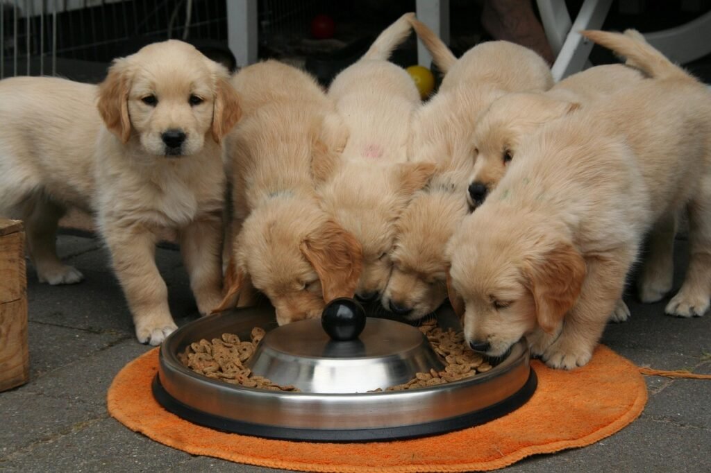 What's the best dog food for Golden Retrievers: Puppies