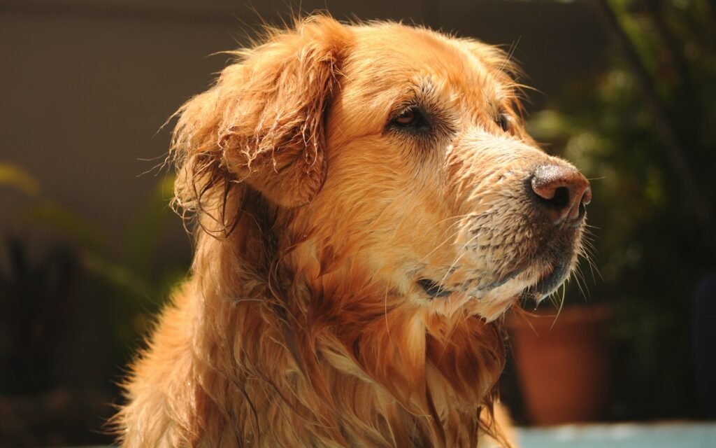 Golden Retriever Allergies