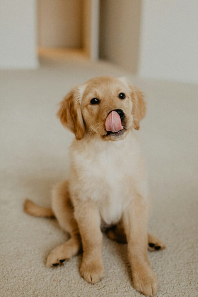 Are Golden Retrievers Easy To Train