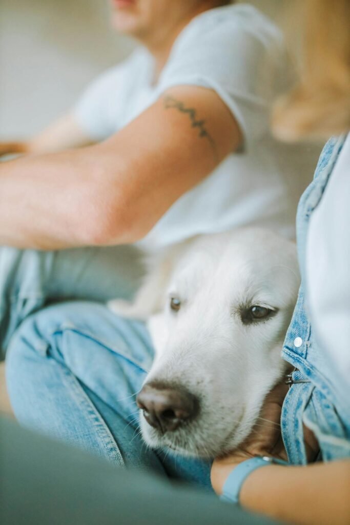 Golden Retriever Therapy Dog: How to Get Started in 2025