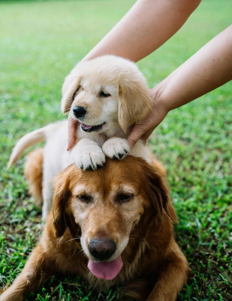 Golden Retriever Lifespan