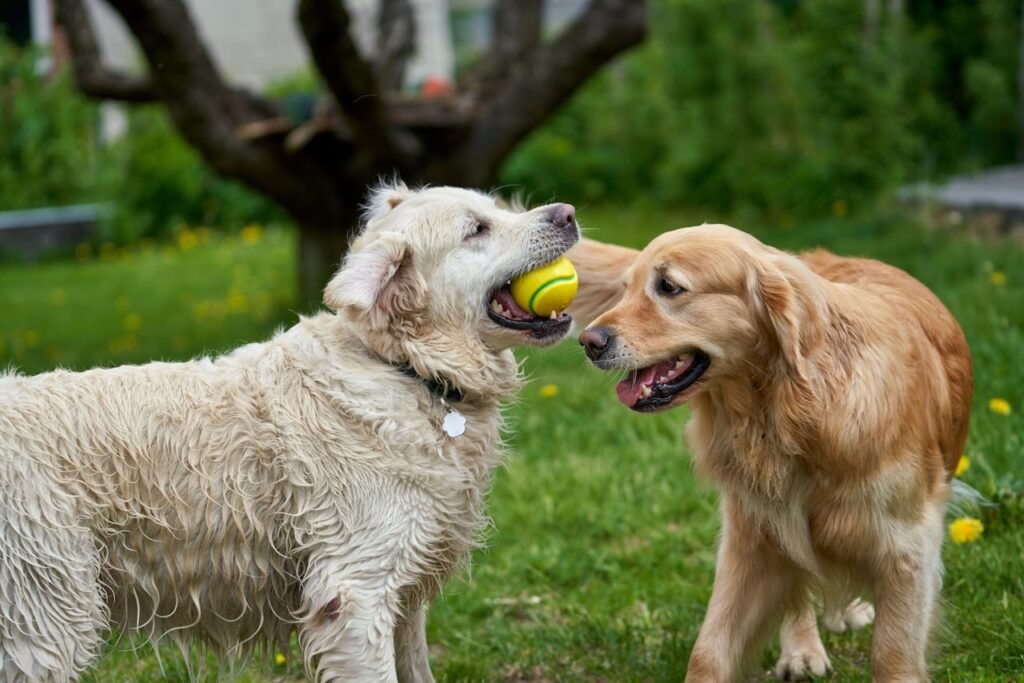 Golden Retriever Outdoor: Fetch with a twist