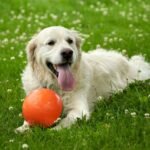 5 Golden Retriever Outdoor Games for Fun & Bonding