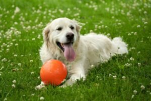 Read more about the article 5 Golden Retriever Outdoor Games for Fun & Bonding