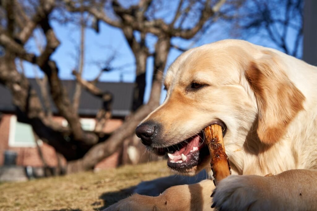 Golden Retriever Bite Force
