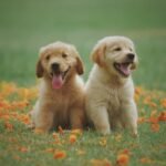 How to Potty Train a Golden Retriever Puppy Fast: Step-by-Step Guide for New Owners