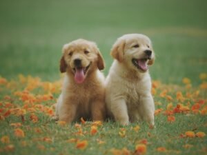 Read more about the article How to Potty Train a Golden Retriever Puppy Fast: Step-by-Step Guide for New Owners