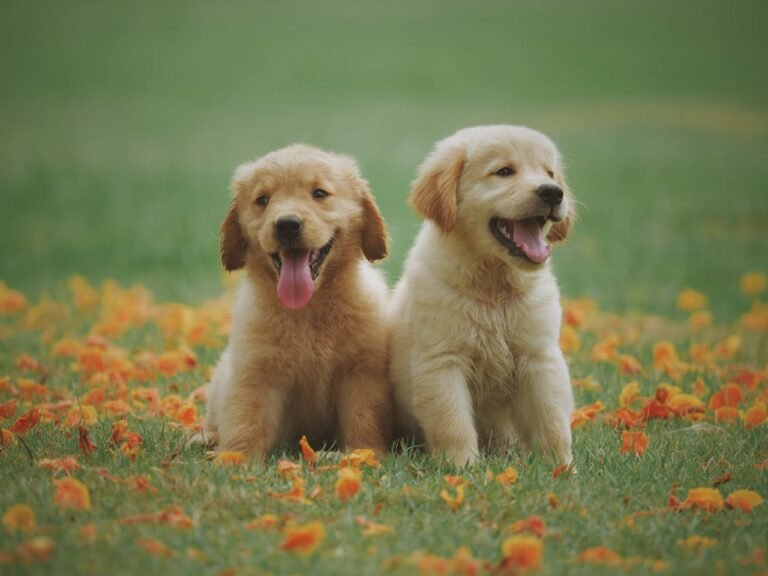 How To Potty Train a Golden Retriever