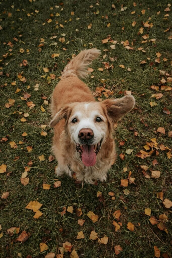 Dog friendly fall activities