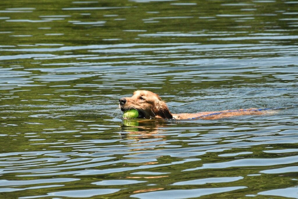 Fun Facts About Golden Retrievers: The Water Magnet