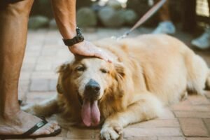 Read more about the article Golden Retriever Therapy Dog: How to Get Started in 2025