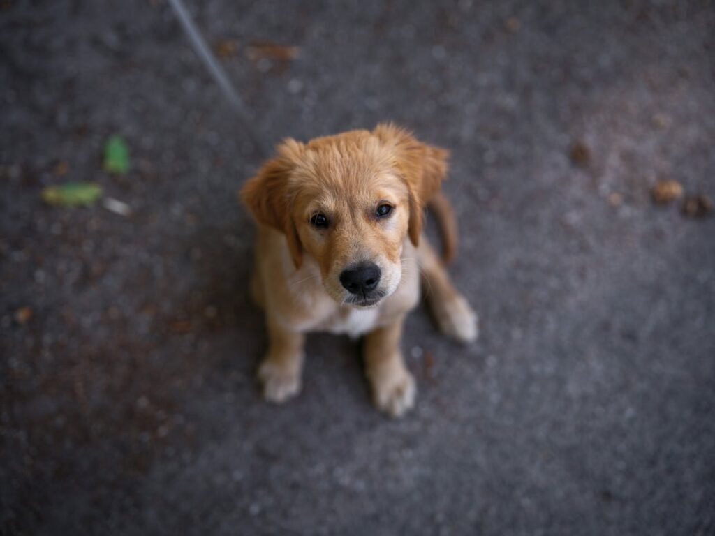 How To Potty Train a Golden Retriever