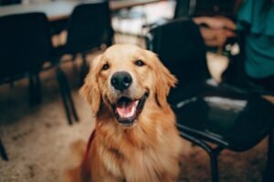Read more about the article 5 Fun Facts About Golden Retrievers Only Owners Understand