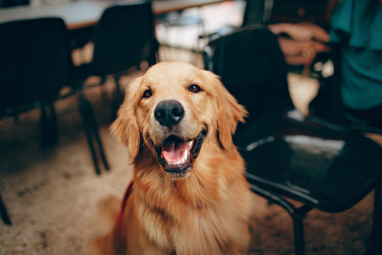 You are currently viewing 5 Fun Facts About Golden Retrievers Only Owners Understand