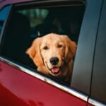 5 Picks for the Best Travel Suitcase for Dogs in 2025 (Amazon Buyer’s Guide)