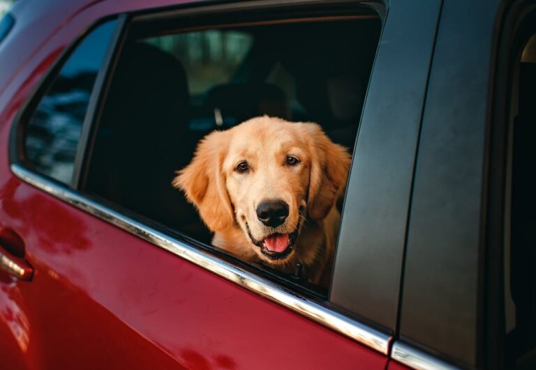 Travel Suitcase for Dogs