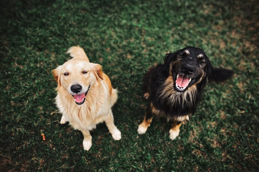 Are Golden Retrievers Easy To Train