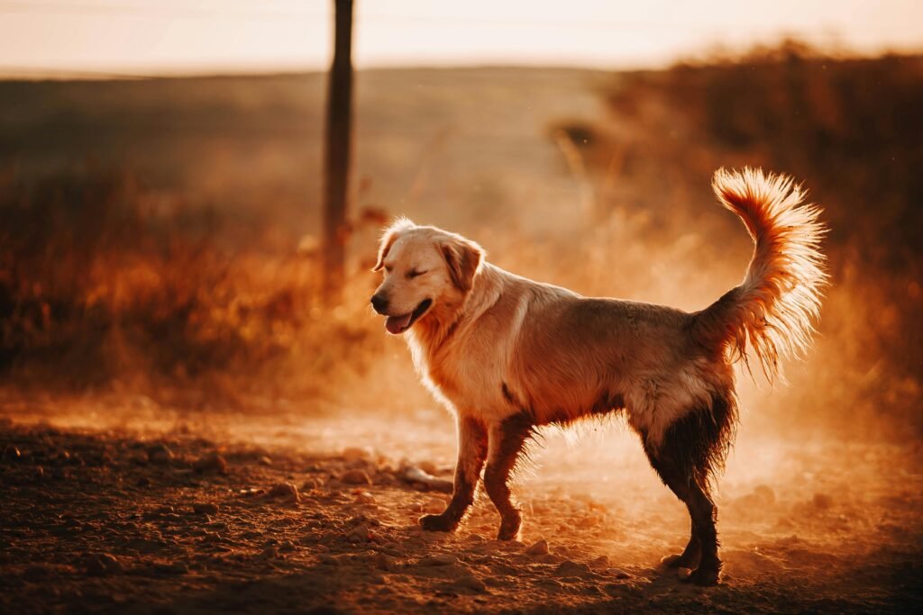 Do Golden Retrievers Shed