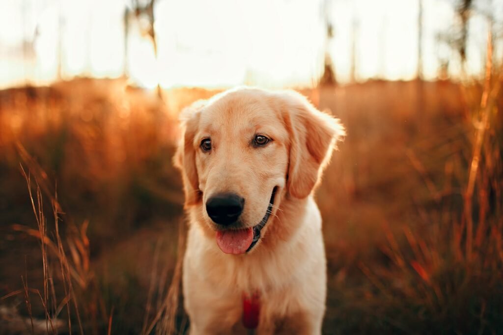 What´s the best dog food for Golden Retrievers