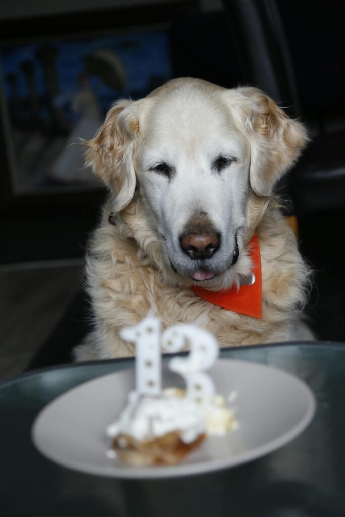 Golden Retriever Lifespan