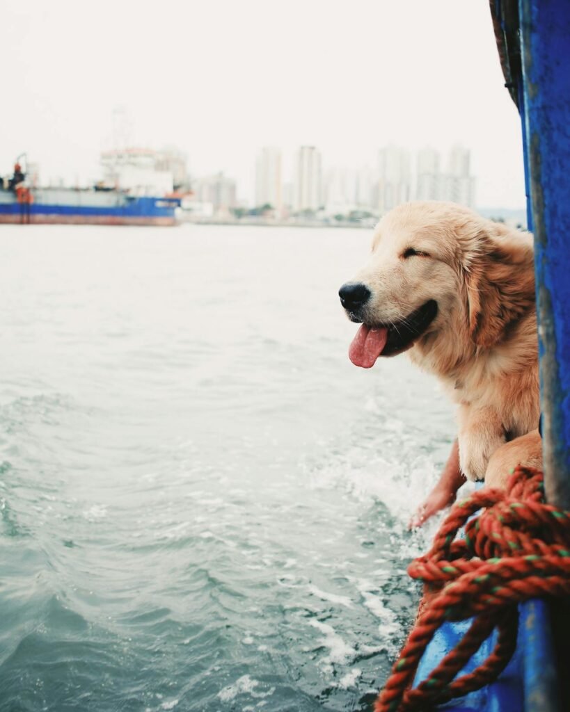 Travel Suitcase for Dogs