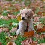 12 Fun Dog Friendly Fall Activities Every Golden Retriever Will Adore