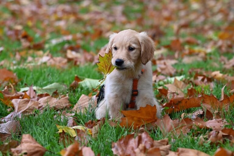 dog friendly fall activities
