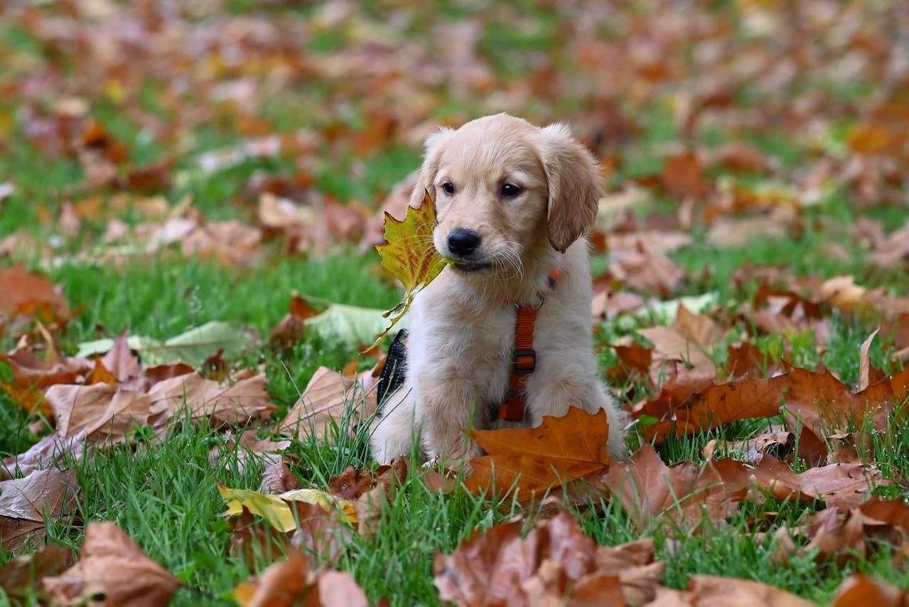 You are currently viewing 12 Fun Dog Friendly Fall Activities Every Golden Retriever Will Adore