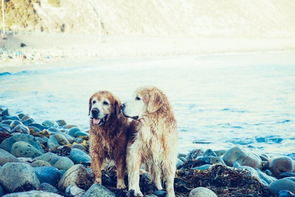 Oatmeal shampoo for dogs