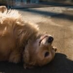 Golden Retriever Allergies: Complete Guide for (First-Time) Owners