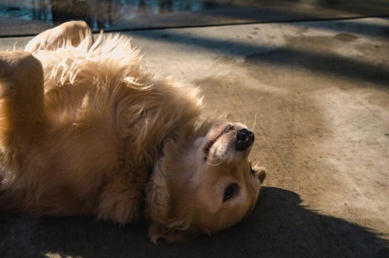 Golden Retriever Allergies