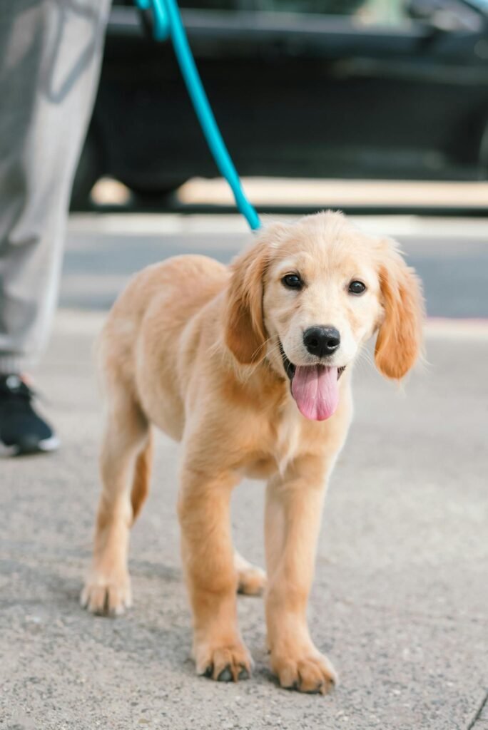 How To Potty Train a Golden Retriever
