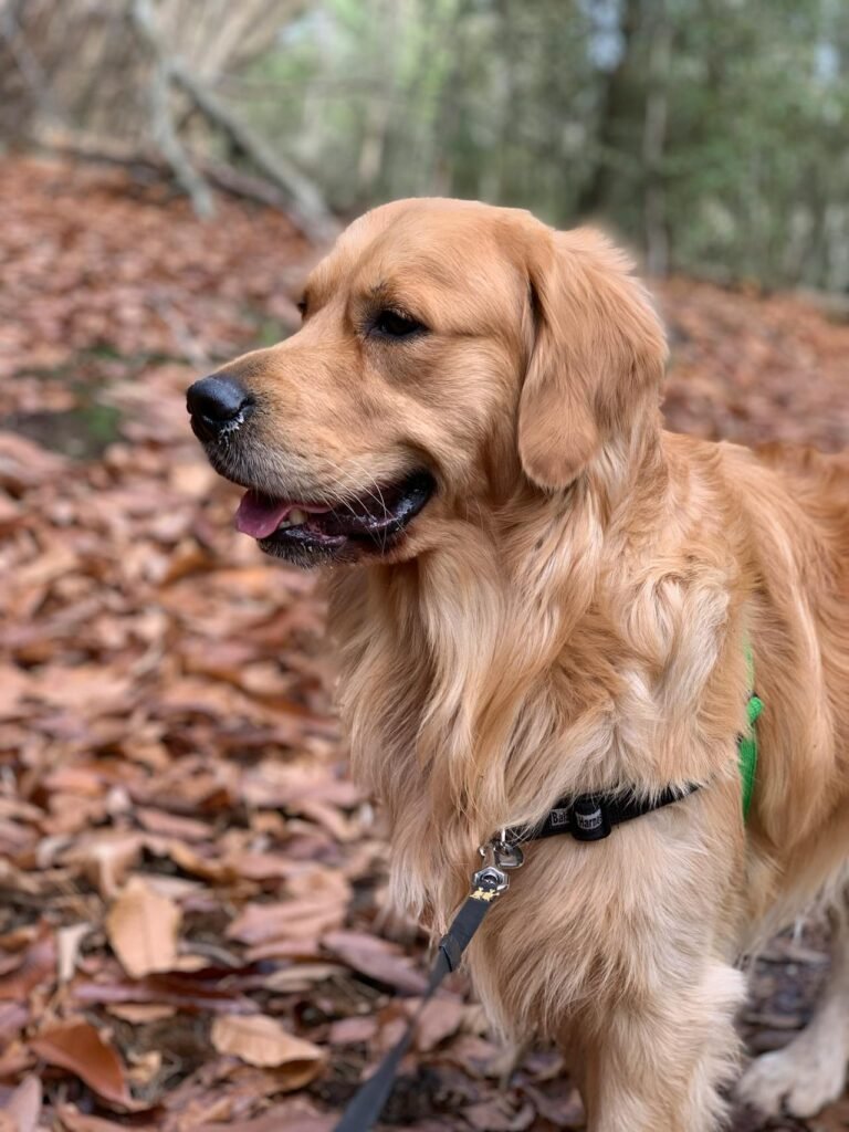 Dog friendly fall activities