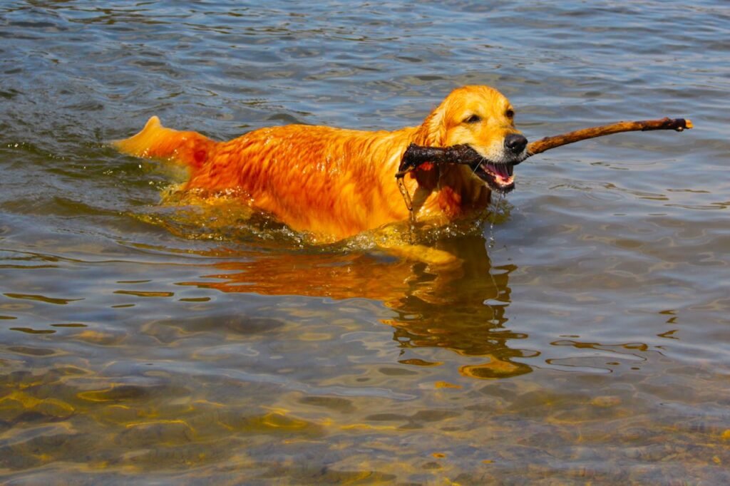 Golden Retriever Outdoor: Water play