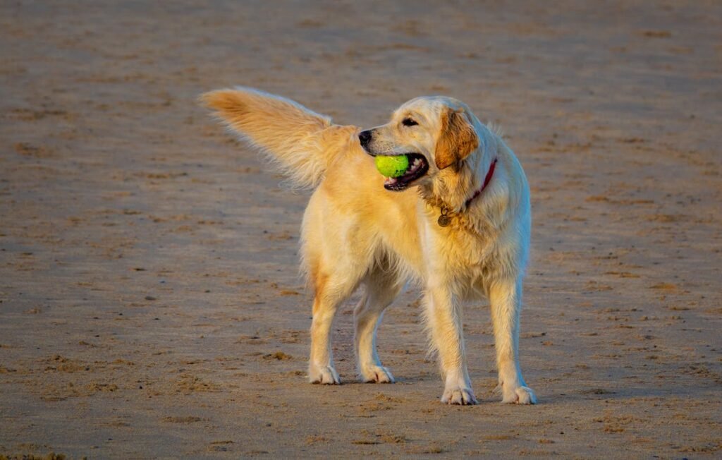 Fun Facts About Golden Retrievers: The tennis Ball Obsession Is Real