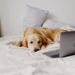 A Good Dog Bed for Golden Retrievers: My Review of the Great Furhaven Sofa Bed in 2025