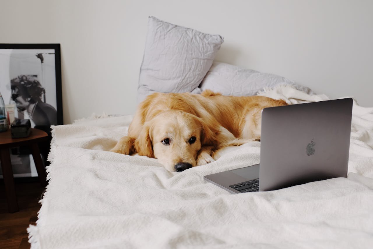 Read more about the article A Good Dog Bed for Golden Retrievers: My Review of the Great Furhaven Sofa Bed in 2025